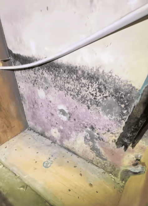 Dark discoloration and suspected mold growth visible across an interior wall surface.