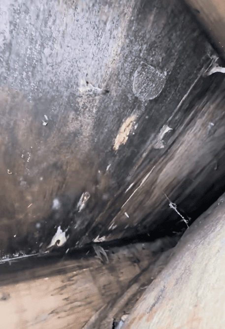 Mold-like growth and discoloration visible on materials within a crawlspace.