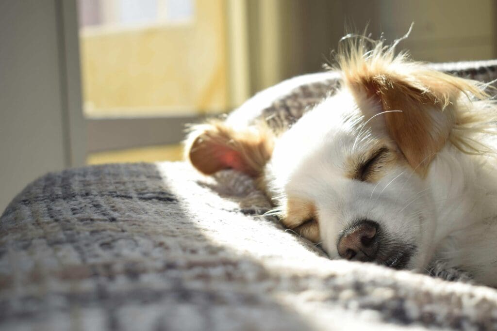 Dog sleeping peacefully in its bed as sunlight streams through a nearby window.