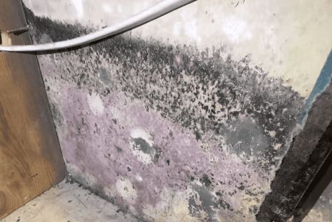 Dark mold-like growth and discoloration visible on a wall or building material.