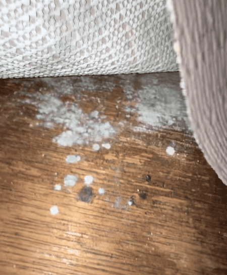 Discolored flooring and suspected microbial growth exposed beneath a section of lifted carpet.