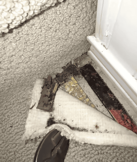 Dark discoloration and suspected mold growth visible beneath lifted carpet and padding near a wall.